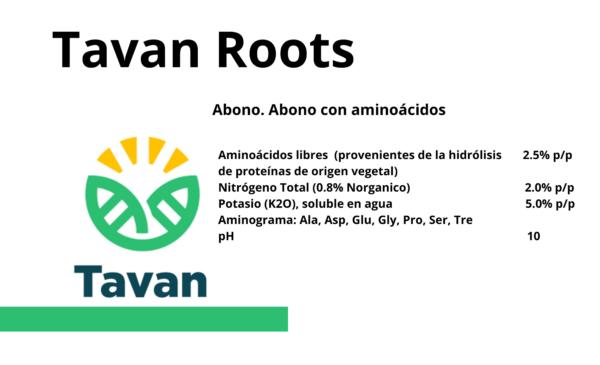 Tavan Roots